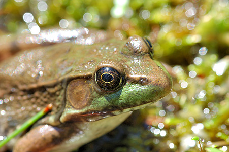 土石蛙沼泽野生动物动物群动物青蛙两栖图片