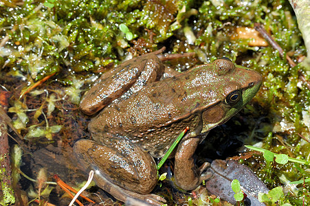 土石蛙沼泽动物群野生动物两栖动物青蛙图片