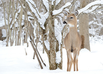 白尾鹿年动物树木哺乳动物野生动物图片