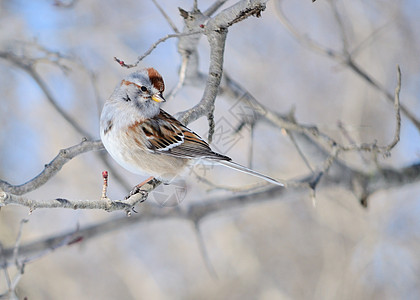 麻雀树木野生动物鸟类动物图片