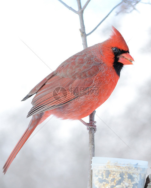 北方红衣主教男性公园野生动物鸟类观鸟图片
