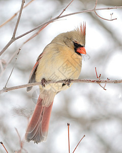 女红衣主教女性野生动物观鸟公园鸟类图片