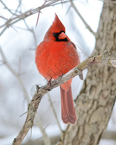 北方红衣主教鸟类观鸟男性公园野生动物图片