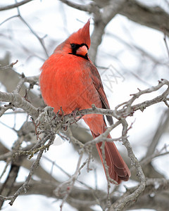 红红红衣野生动物主教树木男性红色观鸟图片