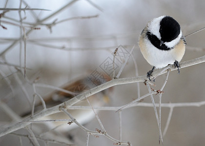 黑衣奇卡迪野生动物鸟类树木图片