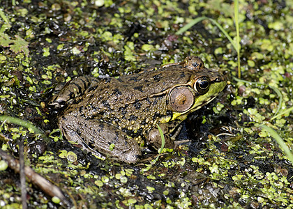 土石蛙沼泽野生动物青蛙两栖动物动物群图片