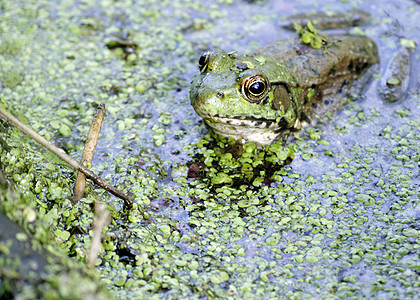 土石蛙青蛙沼泽两栖动物野生动物动物群图片