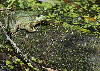 土石蛙两栖沼泽动物群野生动物青蛙动物图片