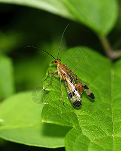 蝎子飞翔叶子害虫腐肉昆虫漏洞野生动物尾巴图片