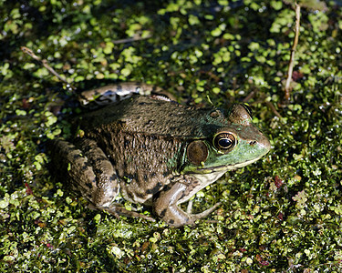 土石蛙动物动物群青蛙两栖野生动物沼泽图片