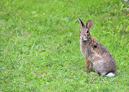 棉尾兔野兔场地野外动物棕色动物野生动物兔子动物群哺乳动物图片