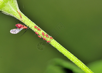 红虫昆虫群昆虫宏观叶子绿色红色漏洞野生动物害虫图片
