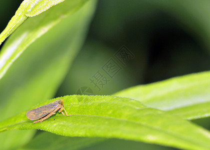 叶叶子野生动物绿色害虫昆虫半翅目植物病原图片