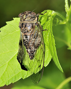 Cicada 胶状昆虫害虫野生动物荒野漏洞植物宏观图片