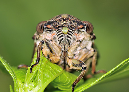 Cicada 胶状荒野害虫昆虫植物宏观漏洞野生动物图片