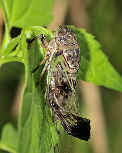 Cicada 胶状漏洞野生动物荒野害虫植物宏观昆虫图片