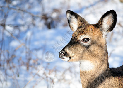 白尾鹿动物女性树木野生动物哺乳动物图片