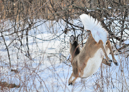 白尾鹿女性动物野生动物哺乳动物树木图片