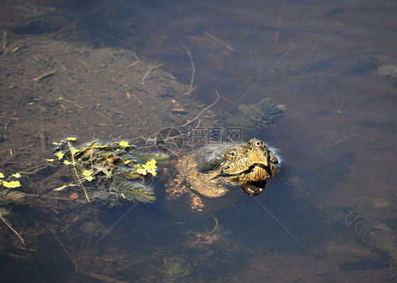 捕食海龟鳄龟沼泽爬虫棕色野生动物野外动物动物图片