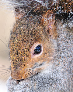 灰性松鼠树木公园哺乳动物动物野生动物图片