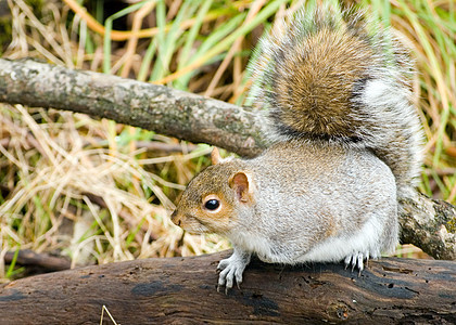 灰性松鼠坚果野生动物灰色毛皮松鼠森林公园尾巴生物荒野图片