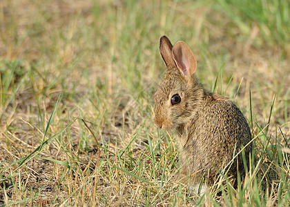 棉尾婴儿兔图片