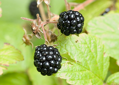 黑草莓水果藤蔓食物荒野黑色浆果宏观营养图片