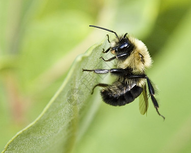 蜜蜂漏洞花粉蜂蜜野生动物昆虫背景图片