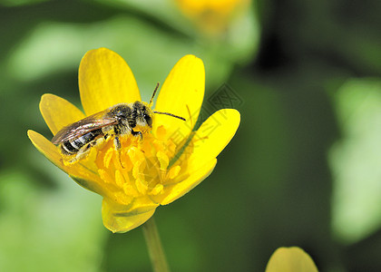 美在花朵上野生动物蜂蜜花粉昆虫背景图片
