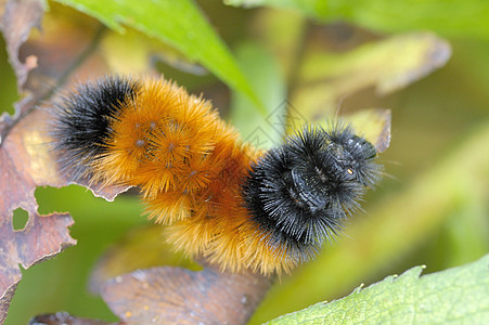 Wooly Bear 毛熊履带虫漏洞野生动物宏观昆虫图片