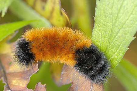 Wooly Bear 毛熊履带虫漏洞宏观野生动物昆虫图片