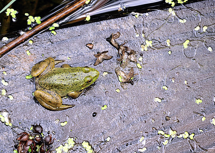 土石蛙青蛙动物野生动物动物群沼泽两栖图片