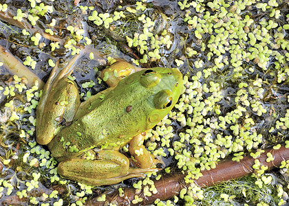 土石蛙野生动物沼泽动物青蛙动物群两栖图片
