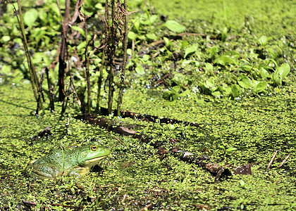 土石蛙沼泽两栖动物群野生动物青蛙动物图片