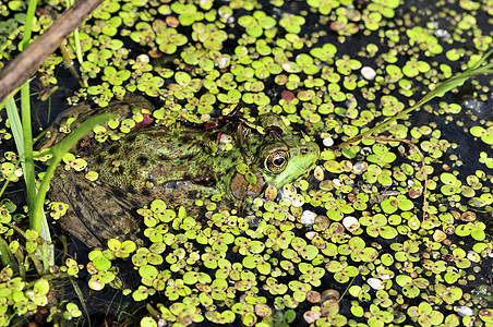 土石蛙野生动物两栖沼泽青蛙动物群动物图片
