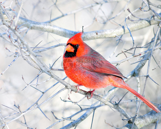 北方红衣主教男性野生动物观鸟公园鸟类图片
