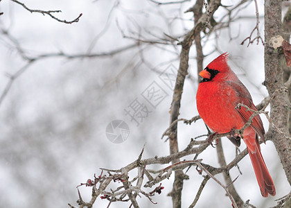 红衣主教卡迪那利斯红衣主教红色男性观鸟野生动物树木图片