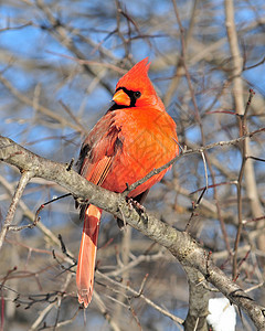 红衣主教卡迪那利斯红衣主教男性树木观鸟野生动物红色图片