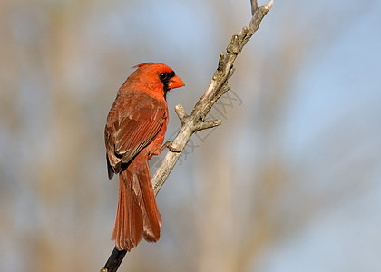 红衣主教卡迪那利斯红衣主教观鸟野生动物红色男性树木图片