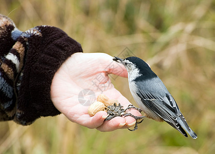 鸟手抓鸟野生动物种子鸟类背景图片