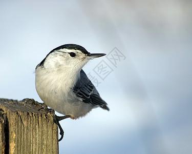 白胸Nuthatch上岗图片