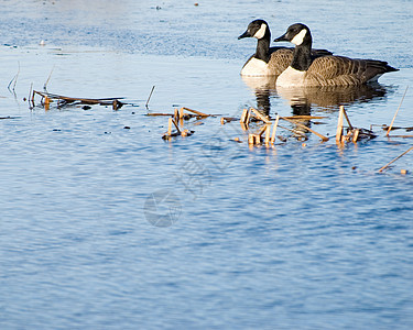 加拿大 Gesese水禽游泳鸟类野生动物蓝色池塘图片