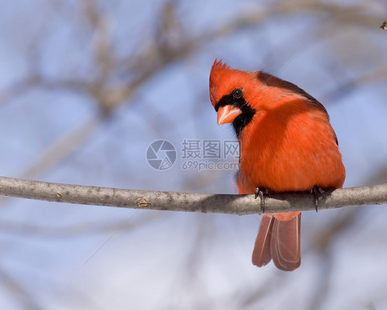 红衣主教卡迪那利斯红衣主教观鸟树木男性红色野生动物图片