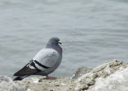 Rock Dove(科伦巴利维亚)图片