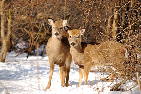 白尾鹿年度和 Doe树木野生动物哺乳动物动物图片