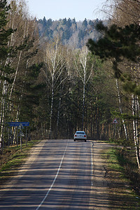 木柴中的公路森林国家车路沥青风景林地背景图片