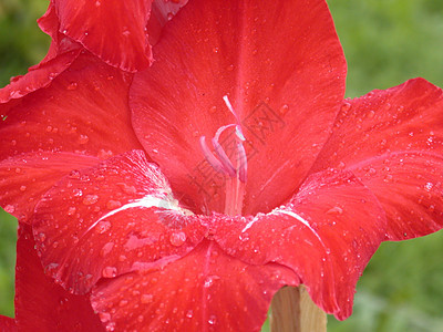 红色百里红植物花朵黄色花瓣绿色雏菊雄蕊花粉叶子植物群图片