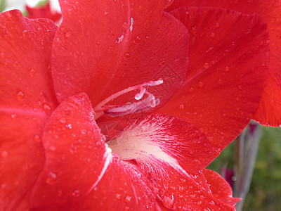 红色百里红植物花粉花园花瓣季节叶子绿色粉红色植物群宏观图片