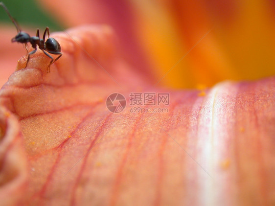 Lily 花瓣抽象花朵季节宏观植物雄蕊植物群叶子绿色雏菊黄色图片