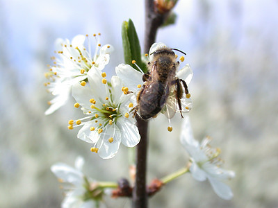 蜜蜂在花朵上红色斑点昆虫花园特写树木叶子青菜花粉蜂蜜图片